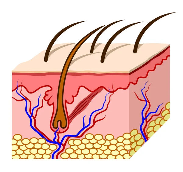 Mänsklig Hudstruktur Ett Snitt — Stock vektor