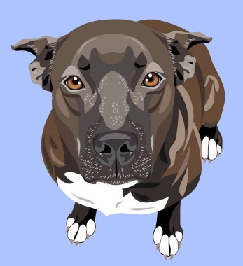 bir köpek pitbull terrier sevimli portre (amerikan bulldog)