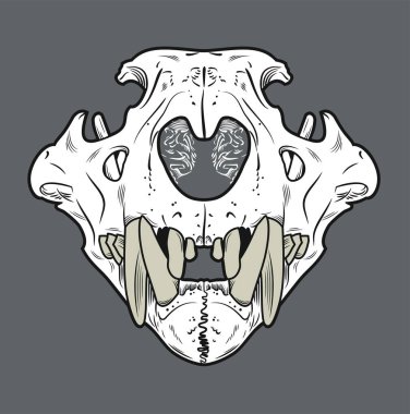 Bir aslanın kafatası