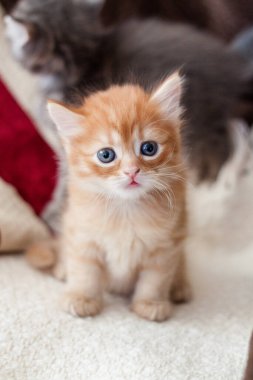 Sevimli küçük turuncu renkli yavru kedi oturuyor ve bakıyor.