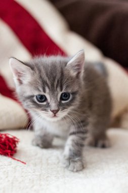 İngiliz kedi yavrusu çok yakından bakıyor. Gri kedicik çok güzel.