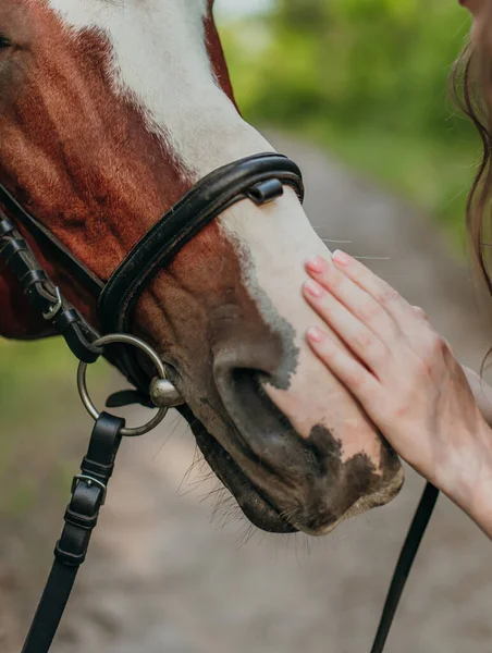 Meisje Houdt Een Hand Het Hoofd Van Een Bruin Paard — Stockfoto