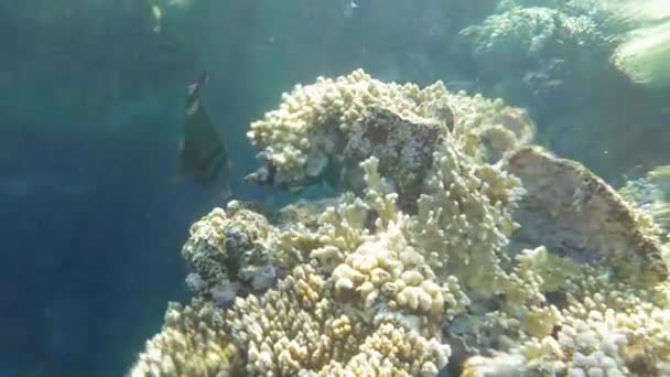 Mar Rojo Sailfin Tang Comiendo Los Corales Cámara Lenta — Vídeos de Stock