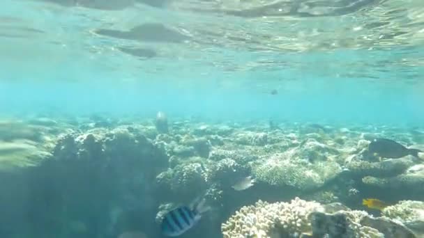 Korallenriff Mit Fischen Und Sonnenstrahlen Schöner Hintergrund — Stockvideo