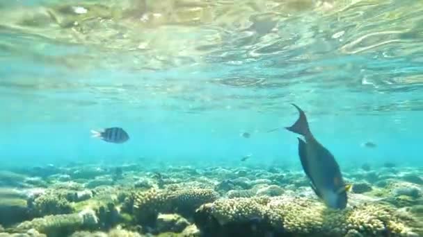 Mar Rojo Sohal Cirujano Comiendo Arrecife Coral Submarino Cámara Lenta — Vídeos de Stock