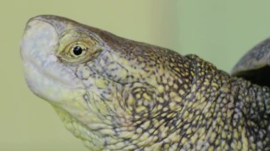 Turtle, yakın ararken