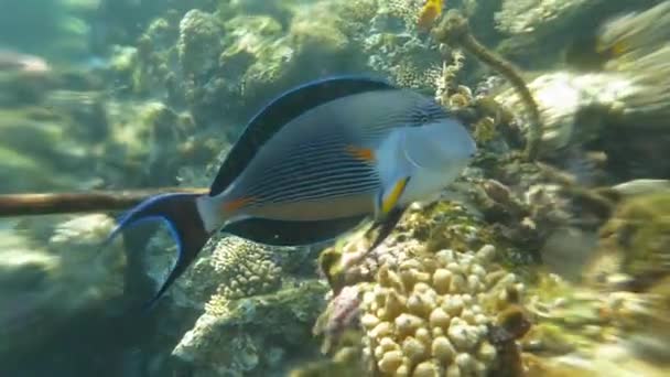 Underwater Life Ocean Sohal Surgeonfish Slow Motion — Stock Video