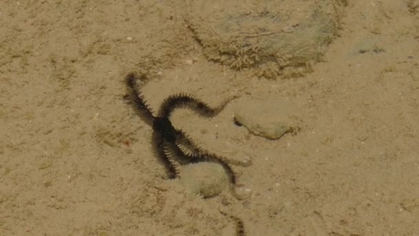 关闭辛辣的脆星爬行沿沙地浅层 — 图库视频影像