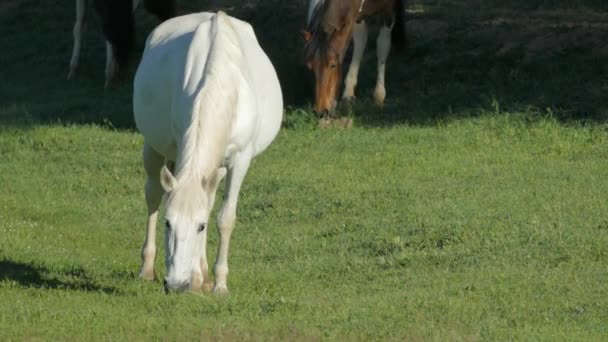 Caballos Salvajes Madrugada Pastando Prado Verde — Vídeo de stock