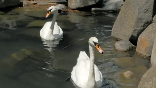 Два Лебедя Купаются Маленьком Озере Парке — стоковое видео