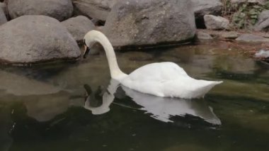 Beyaz Kuğu yüzmek bir nehir, Şehir Parkı