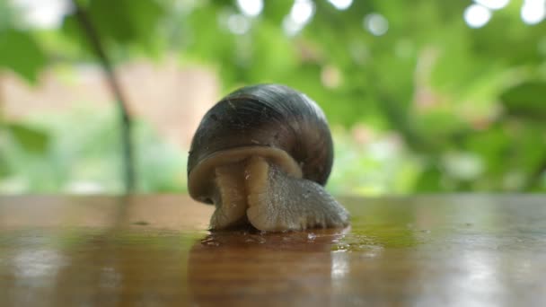 Caracol Arrastrándose Aire Libre Primavera — Vídeo de stock