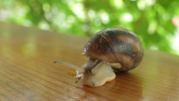 Caracol Arrastrándose Aire Libre Verano — Vídeos de Stock