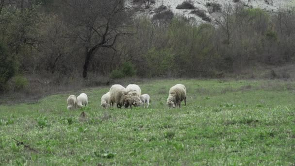 曇りの日の春に緑の牧草地で放牧する羊と子羊 — ストック動画