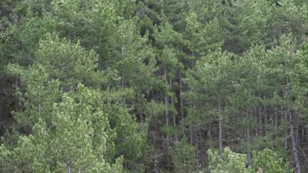 Vent dans la grande forêt de pins, fond 