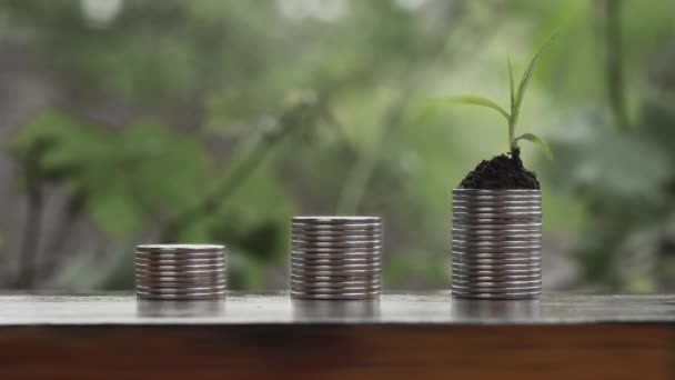 Cinemagraph Growing Money Plant Coins Background — Stock Video