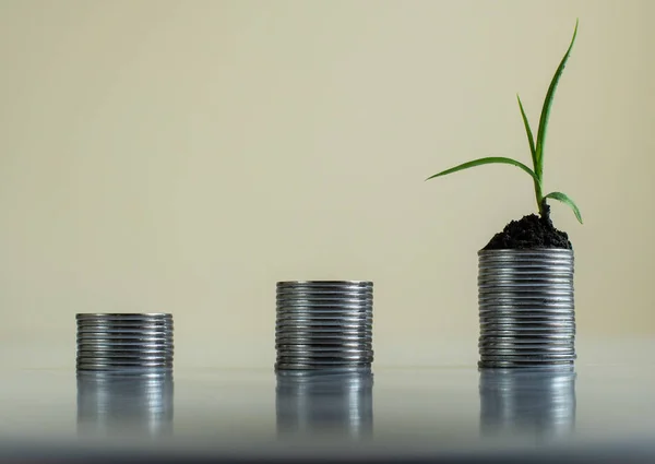 Growing Money Plant On Coins, Background