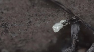 Yuvalarından Yumurta Taşıyan Karıncalar, Makro Atış, Yavaş Hareket