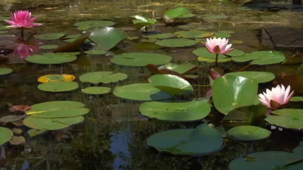 Bunga Lotus Indah Latar Belakang Pond — Stok Video