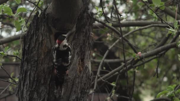 Specht Baut Nistloch Apfelbaum Frühling — Stockvideo