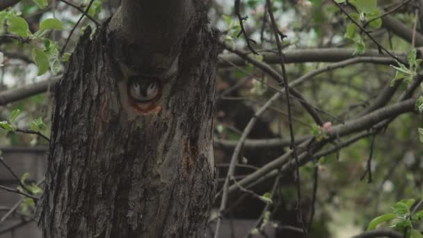 Gorrión Casa Agujero Del Nido Árbol Volar Lejos Primavera — Vídeos de Stock