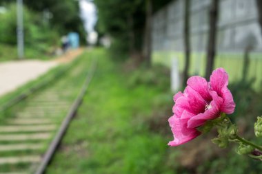 Hibiscus syriacus bir hangdong içinde Seul, Güney Kore demiryolu terk