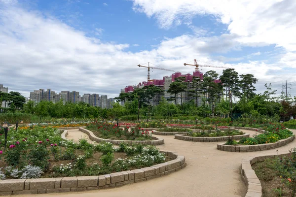 ソウル 韓国でプルン森林公園バラ園 — ストック写真