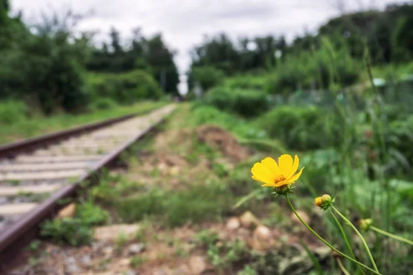 Желтый Цветок Ромашки Цветущий Рядом Заброшенной Железной Дорогой Сеуле Южная — стоковое фото