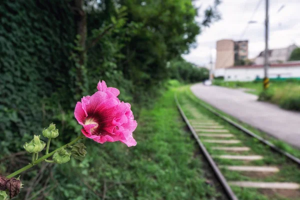Hibiscus syriacus bir hangdong içinde Seul, Güney Kore demiryolu terk