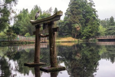 gri balıkçıl yakın kapı kinrin göl yufuin Japonya'da üstüne oturur. Sabah alınan