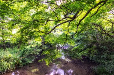 gür orman fukuoka kinrin göl yakınındaki alınan creek ele yazında, Japonya