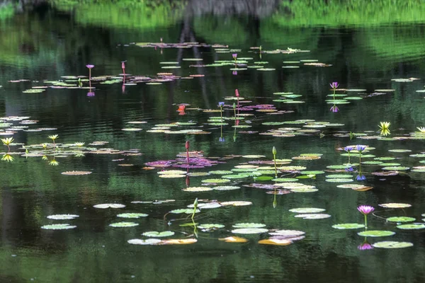 Κρίνος Λουλούδι Λίμνη Beppu Umi Jigoku Ιαπωνία Όμορφα Λουλούδια Κρίνος — Φωτογραφία Αρχείου
