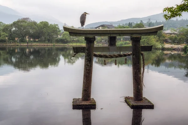 日本汤布院麒麟湖牌坊门顶上有一只灰色苍鹭 在早上采取 — 图库照片