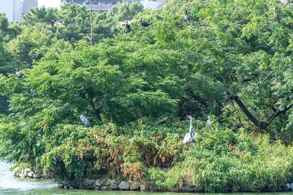 大濠公园湖中央的一座鸟岛 岛上布满了灰色的苍鹭和巨大的鸬鹚 在日本福冈拍摄 — 图库照片