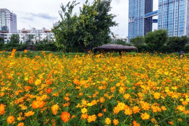 turuncu renkli cosmos çiçek ichon hangang river Park Seul, Güney Kore alan