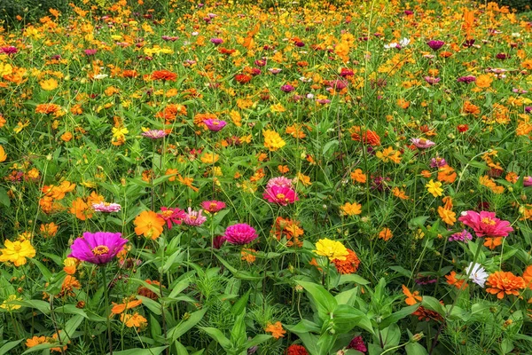 Cynia Kwiatów Kwitnących Ichon Han River Park Seulu Korea Południowa — Zdjęcie stockowe