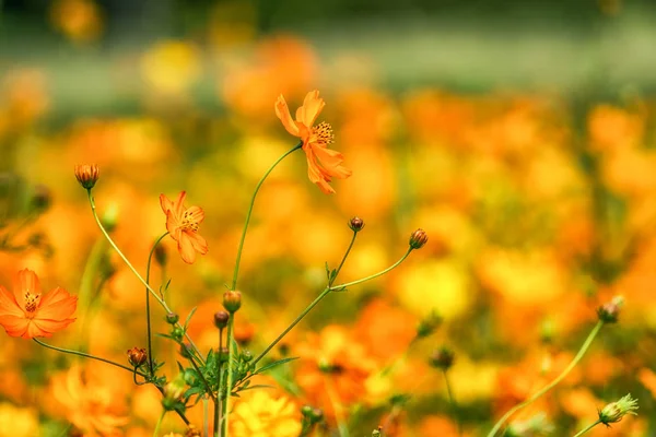 Orange Cosmos Shot Close Taken Ichon Hangang Park Seoul South — Stock Photo, Image