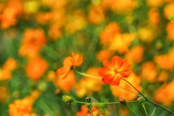 オレンジ色のコスモスは クローズ アップ撮影 イチョン 漢江公園ソウル 韓国での撮影 — ストック写真