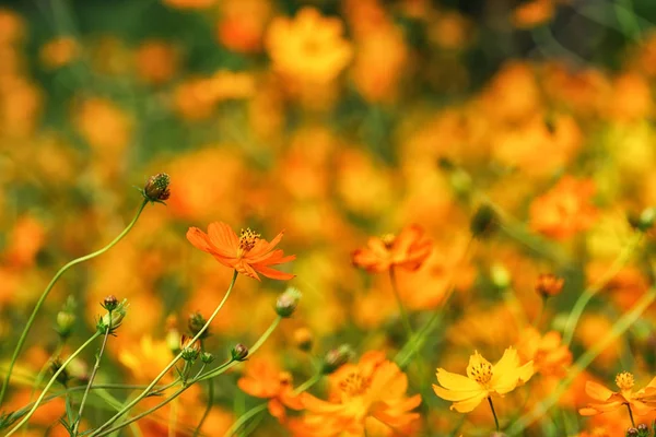 Oranžové Cosmos Střílel Zblízka Přijata Petra Hangang Park Soulu Jižní — Stock fotografie