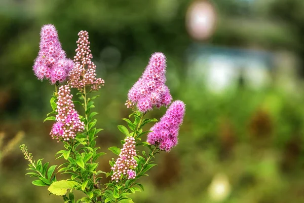 Цвітіння Квітки Spiraea Arccifolia Крупним Планом — стокове фото