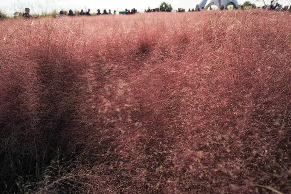 韓国ソウル麻浦区のソウル ハヌル 公園で秋に咲くピンクのミューリー草 — ストック写真