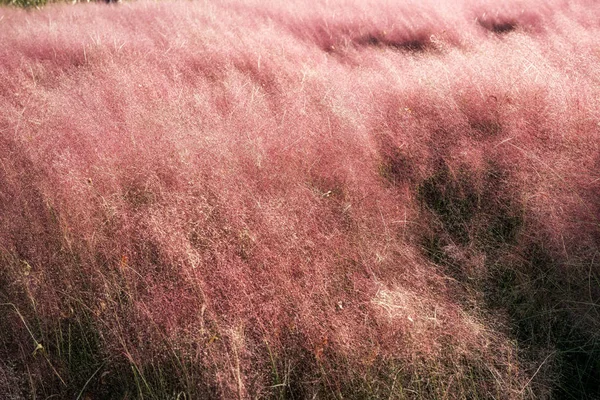 Rosa Muhly Erba Fioritura Nella Stagione Autunnale Nel Parco Seoul — Foto Stock