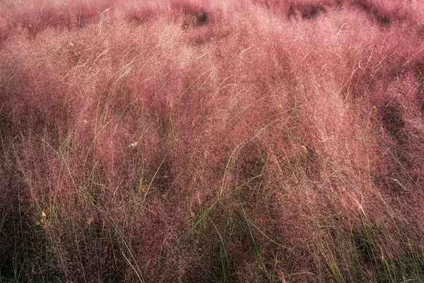 Pink Muhly Grass Blooming Autumn Season Seoul Haneul Park Mapo — Stock Photo, Image