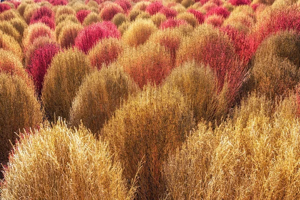 秋の季節にハヌル ソウル 韓国での撮影中に咲くホウキギ — ストック写真