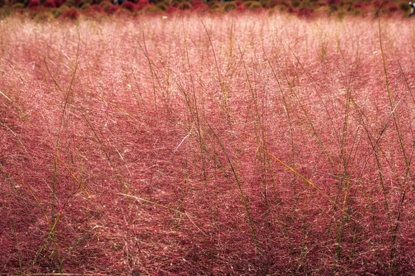 韓国ソウル麻浦区のソウル ハヌル 公園で秋に咲くピンクのミューリー草 — ストック写真
