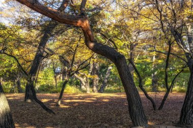 Seul, Güney Kore Changgyeonggung sarayında mevsimlik bitki örtüsü değişiklik sonbahar yaprakları