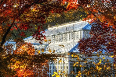 Seul, Güney Kore'de sonbahar yaprakları sezon sırasında alınan Changgyeonggung sarayında Daeonsil