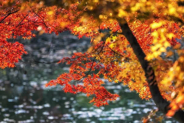 韩国首尔长庆宫秋叶季节性树叶变化 — 图库照片