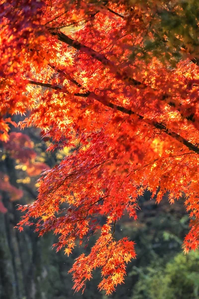 韩国首尔长庆宫秋叶季节性树叶变化 — 图库照片