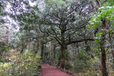 Bijarim orman iz kış aylarında alınan Jeju adasında. Jeju Adası'nın bir ünlü doğal landmark 500 ve 800 yaşları arasında 2.800 Hindistan cevizi ağaçları ile Bijarim ormandır